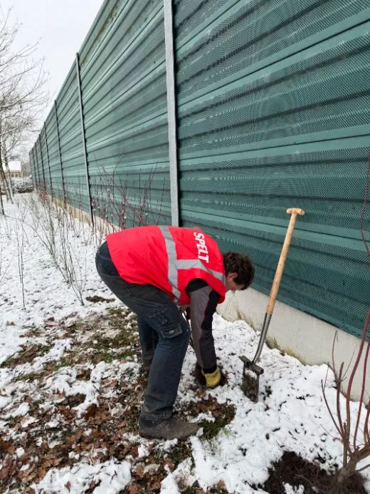Ferdi is Inheemse struiken aan het planten